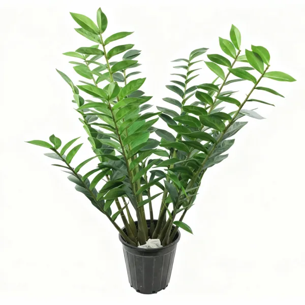 گیاه مصنوعی زاموفیلیا